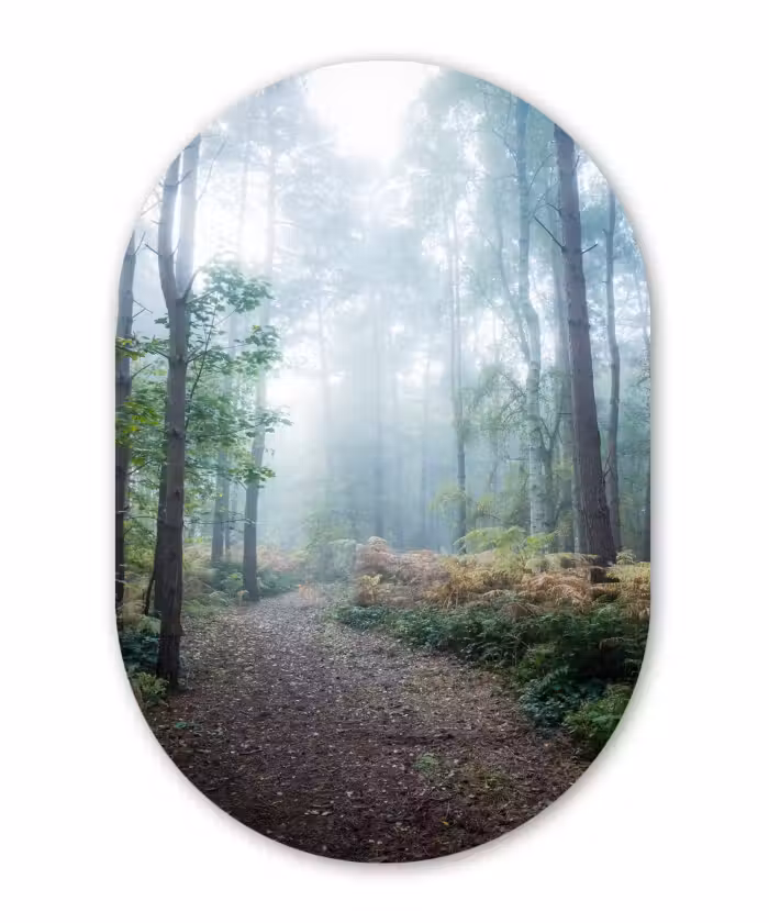Muurovaal - Bos - Mist - Pad