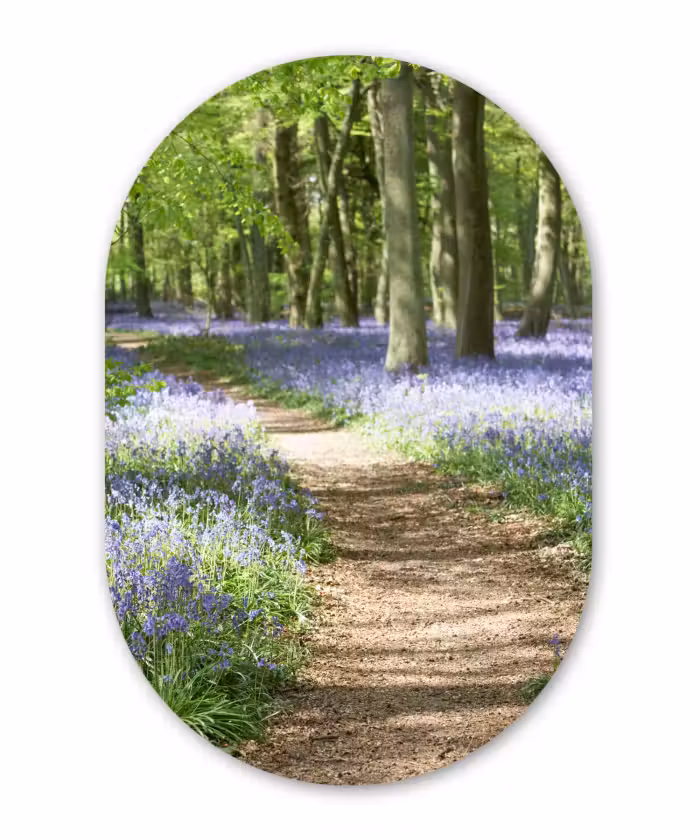 Muurovaal - Bos - Pad - Bloemen - Paars - Groen - Natuur
