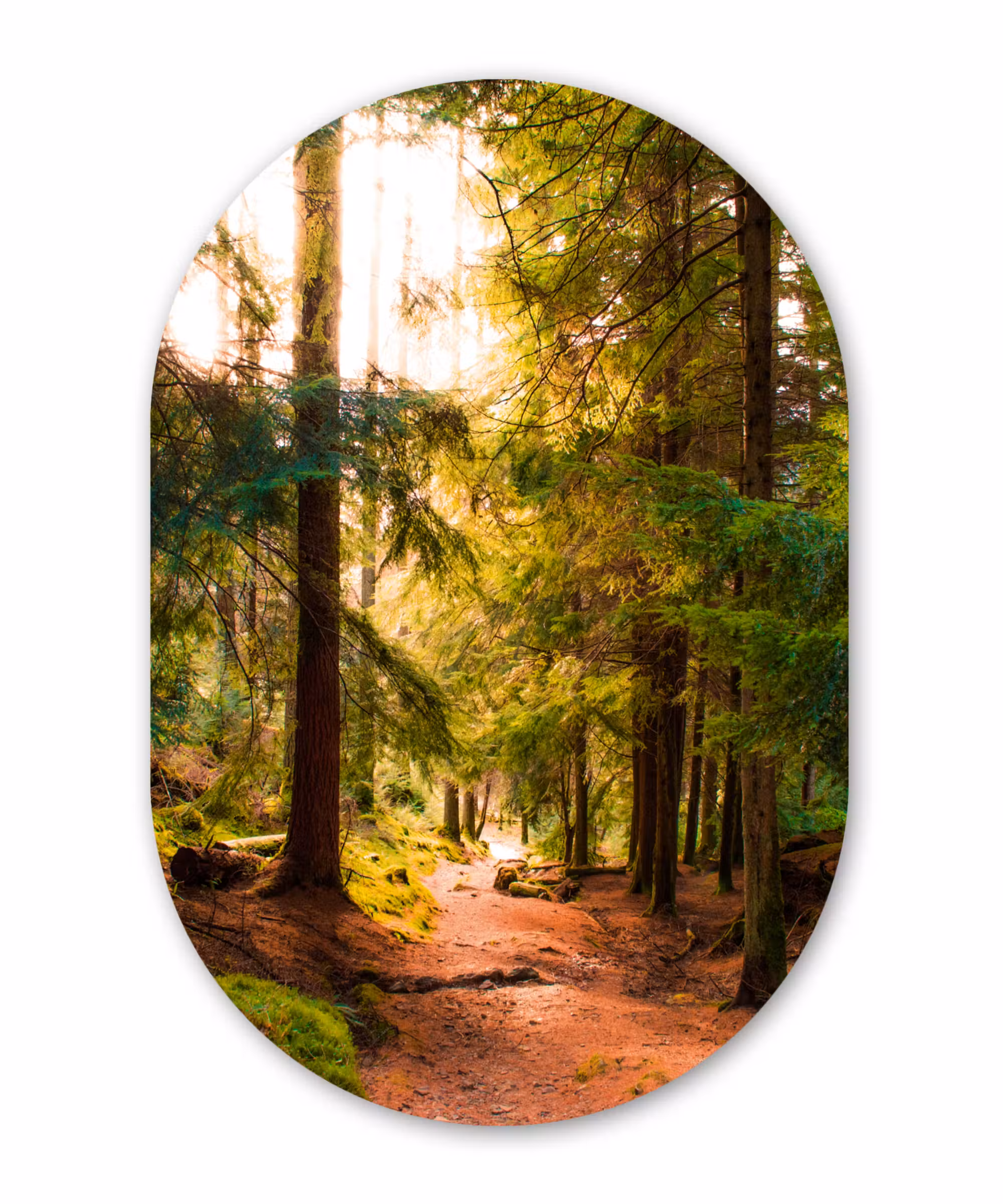 Muurovaal - Bos - Pad - Bomen - Groen - Zon - Natuur
