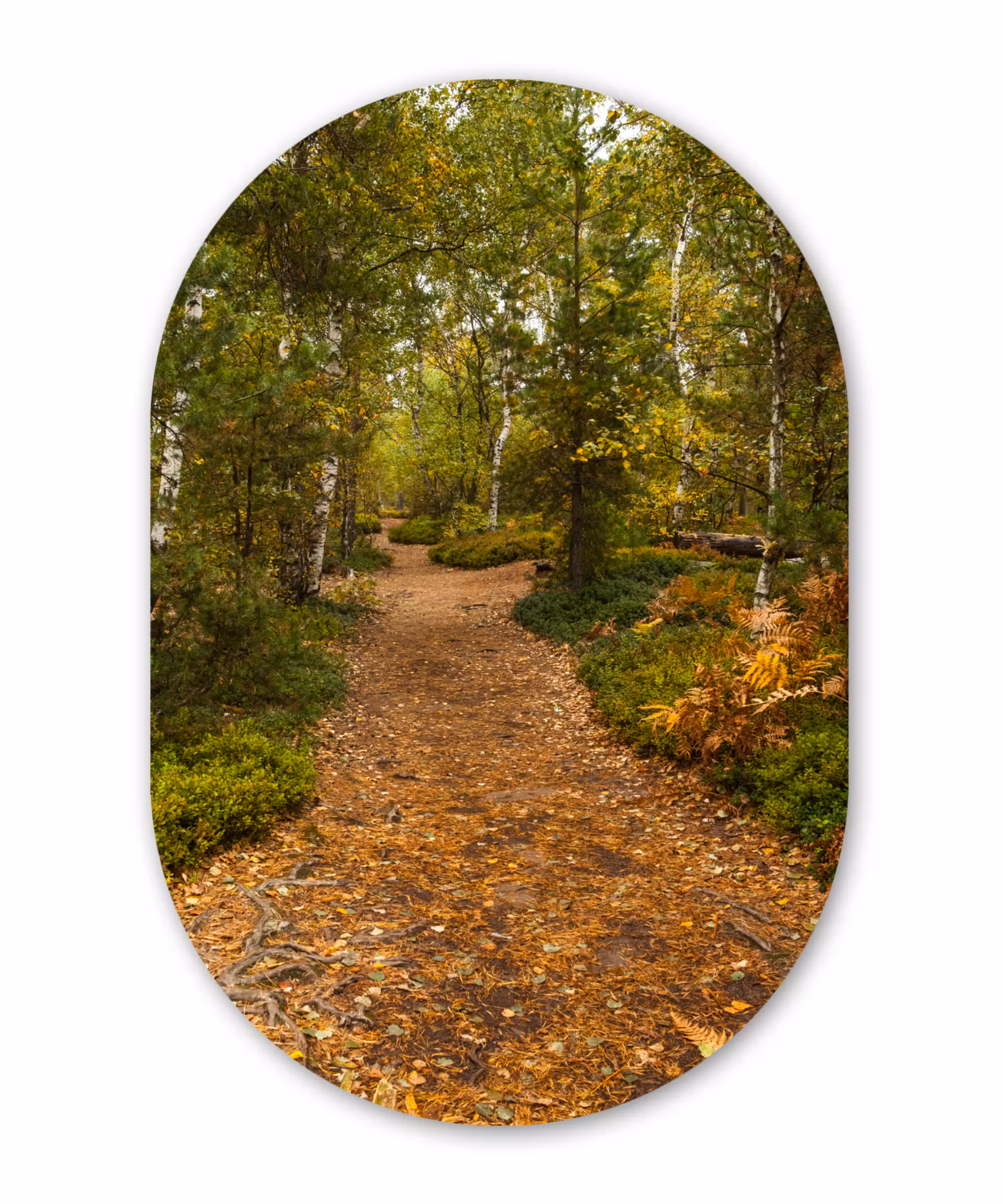 Muurovaal - Bos - Pad - Herfst - Bladeren