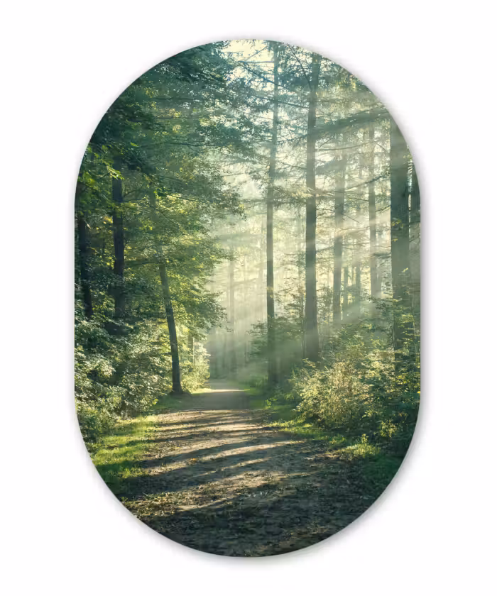 Muurovaal - Bos - Pad - Zon - Bomen - Groen - Natuur