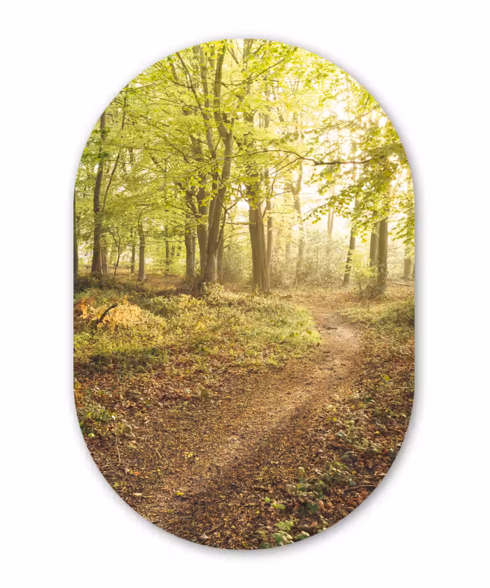 Muurovaal - Bos - Pad - Zonsopgang