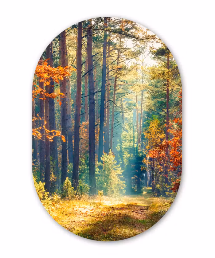 Muurovaal - Bos - Zon - Natuur - Herfst