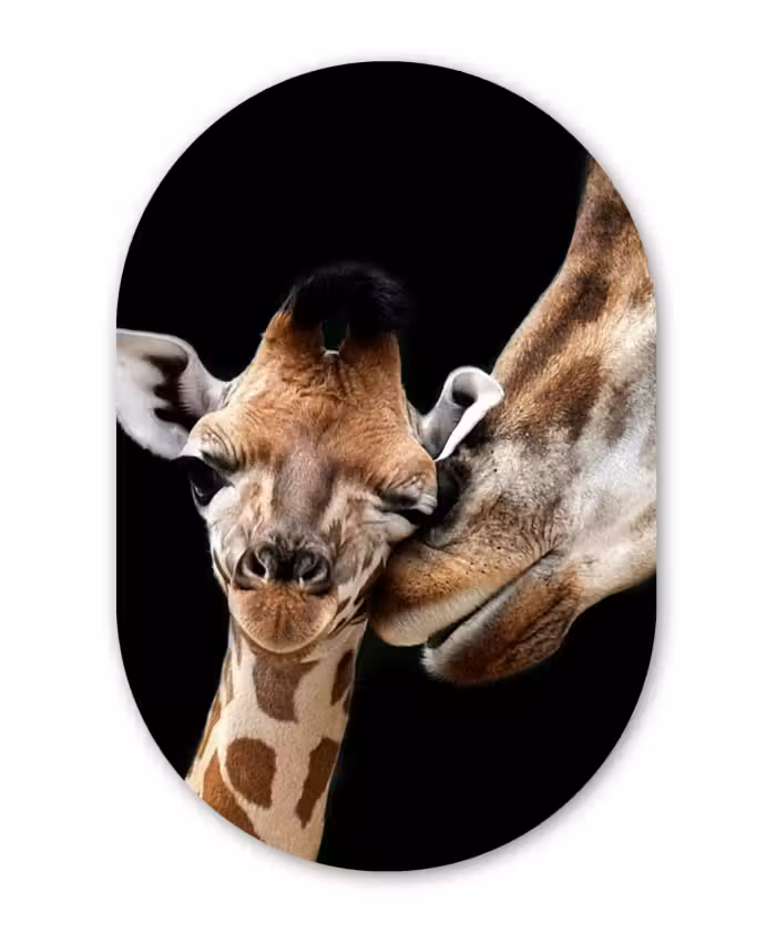 Muurovaal - Giraffe - Dieren - Zwart - Portret - Dieren