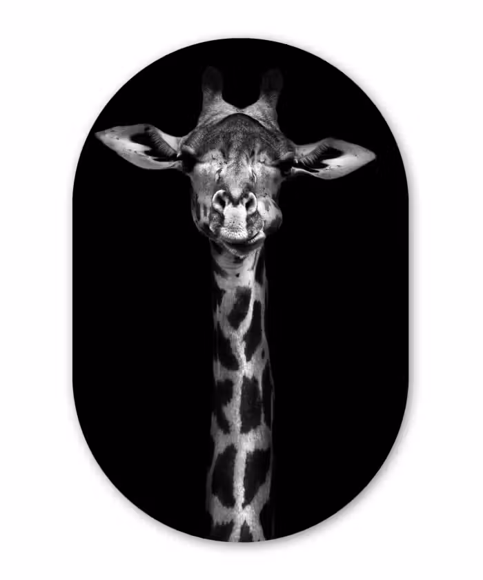 Muurovaal - Giraffe - Portret - Dieren - Zwart - Wit