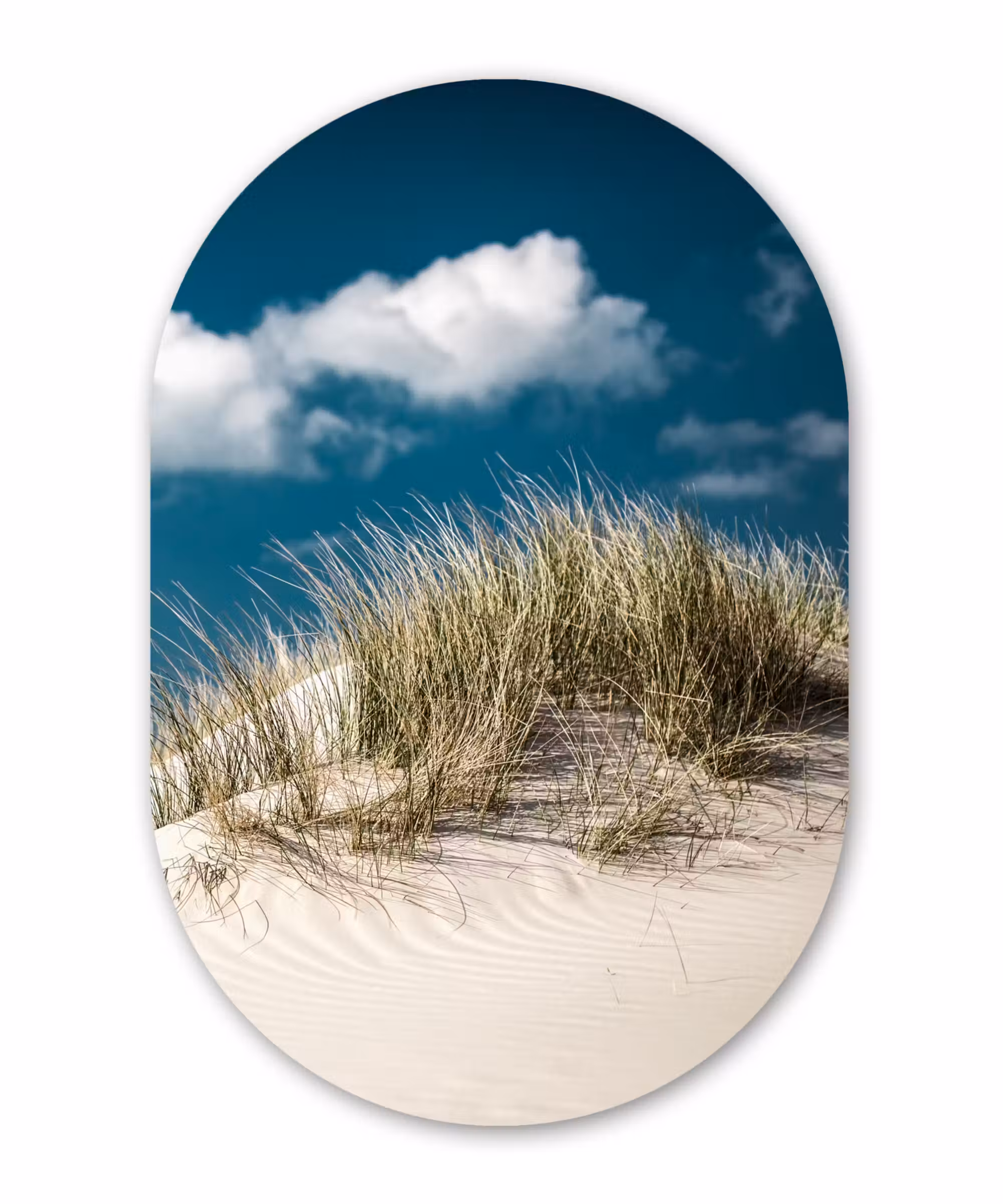 Muurovaal - Grashalmen groeien op de witte zandduinen