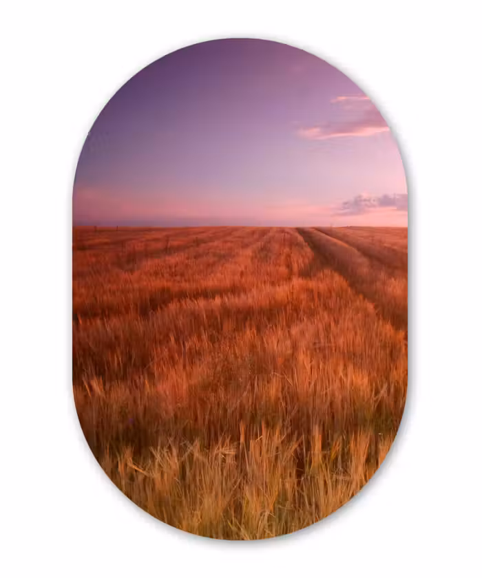 Muurovaal - Kunststof - Grasveld - Zon - Avond - Landschap