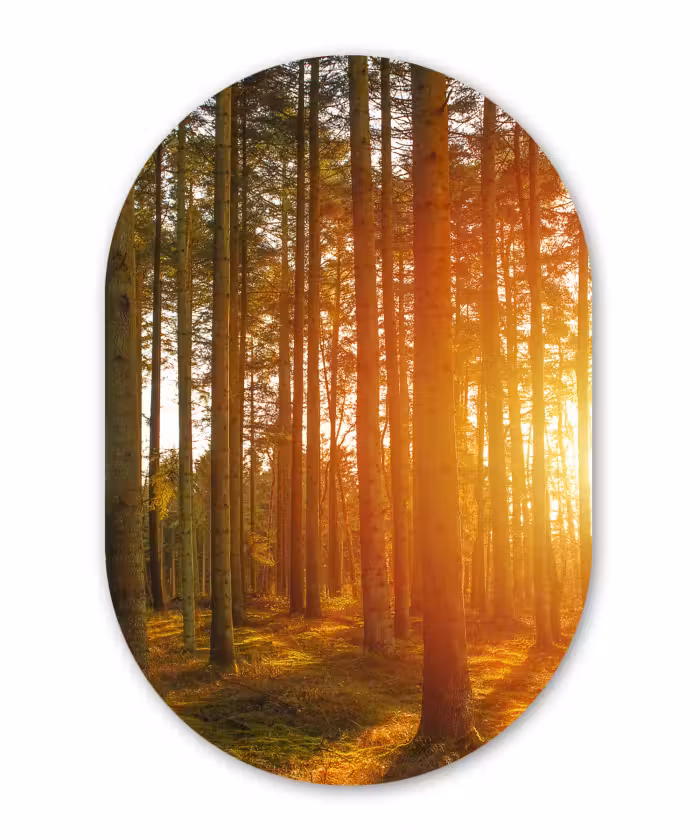 Muurovaal - Herfst - Bos - Zon