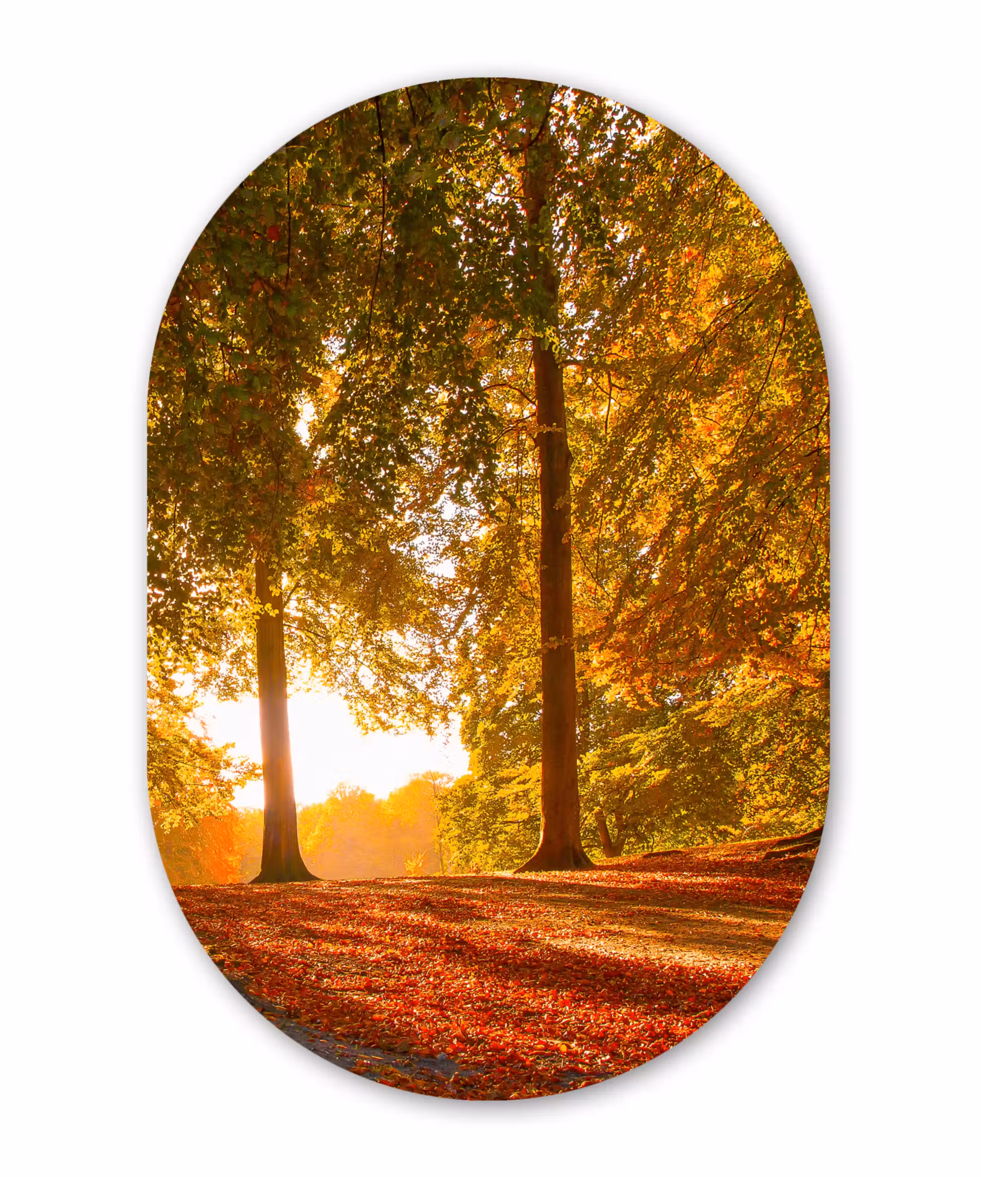 Muurovaal - Herfst - Licht - Bos