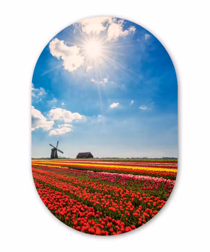 Muurovaal - Kunststof - Indrukwekkend tulpenveld in Nederland