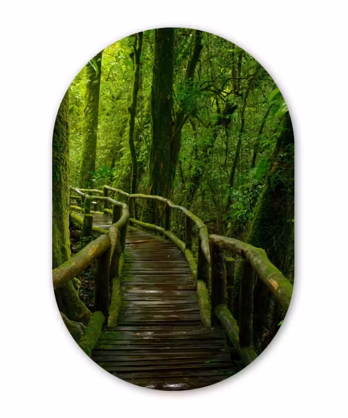 Muurovaal - Jungle - Brug - Mos - Natuur - Tropisch