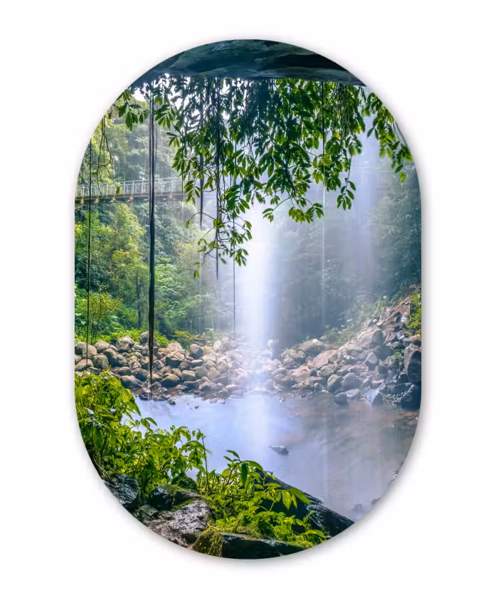 Muurovaal - Jungle - Regenwoud - Water - Waterval - Planten