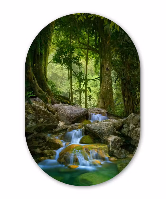 Muurovaal - Jungle - Stenen - Water - Natuur - Planten