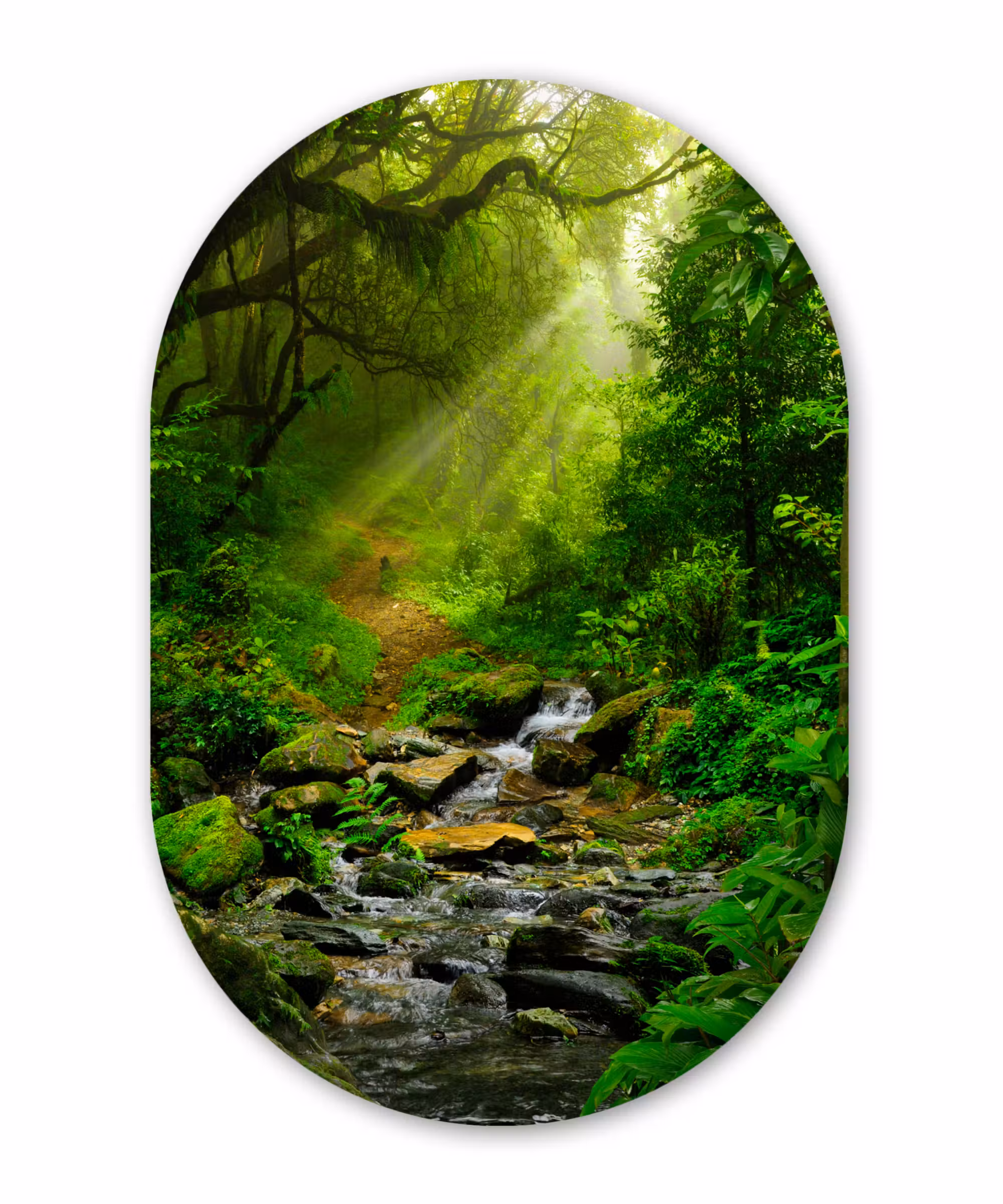 Muurovaal - Jungle - Water - Bladeren - Zon - Natuur