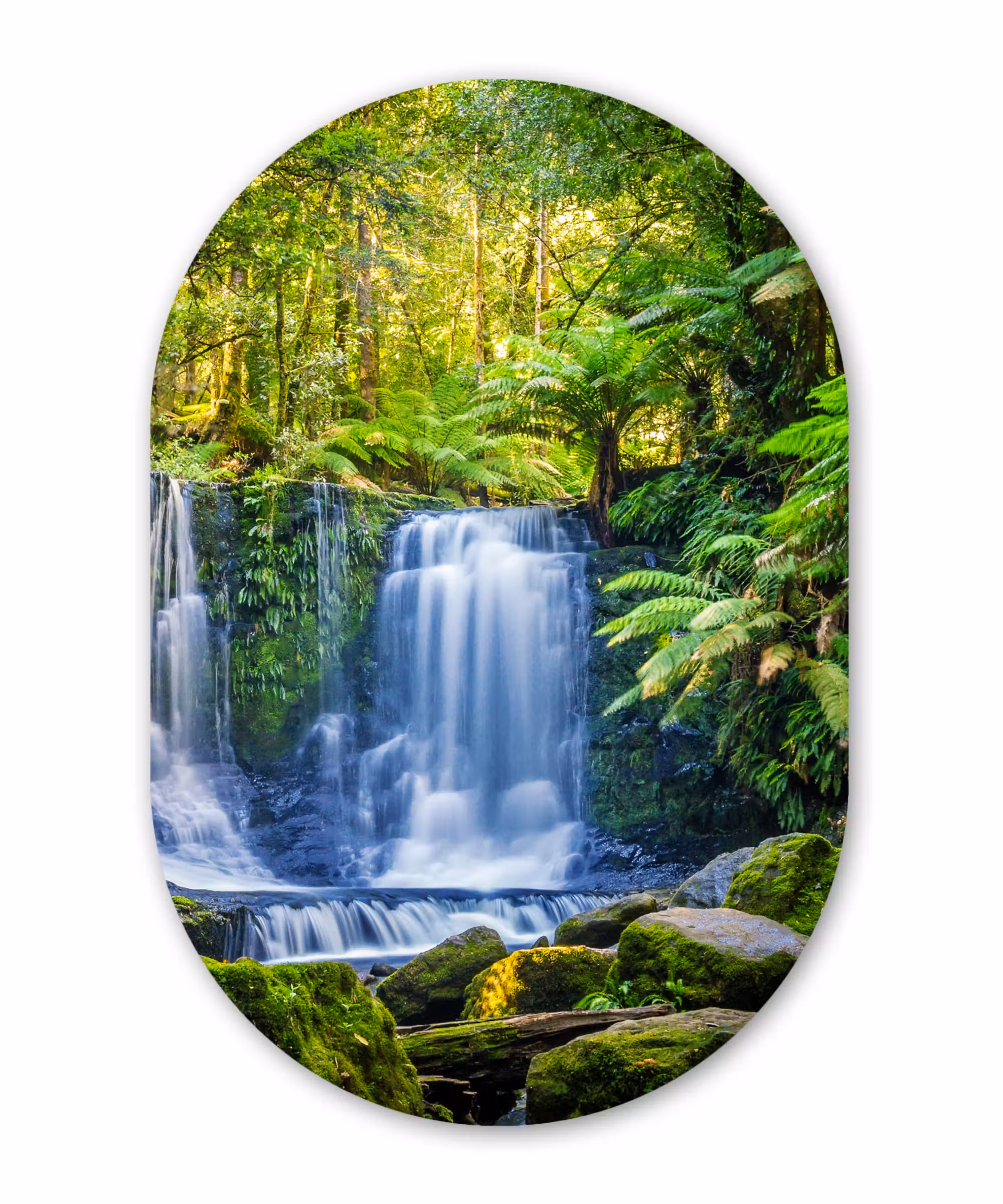 Muurovaal - Jungle - Waterval - Australië - Planten - Natuur