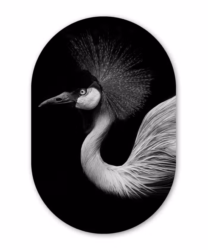 Muurovaal - Kraanvogel - Zwart - Wit - Vogel - Dieren