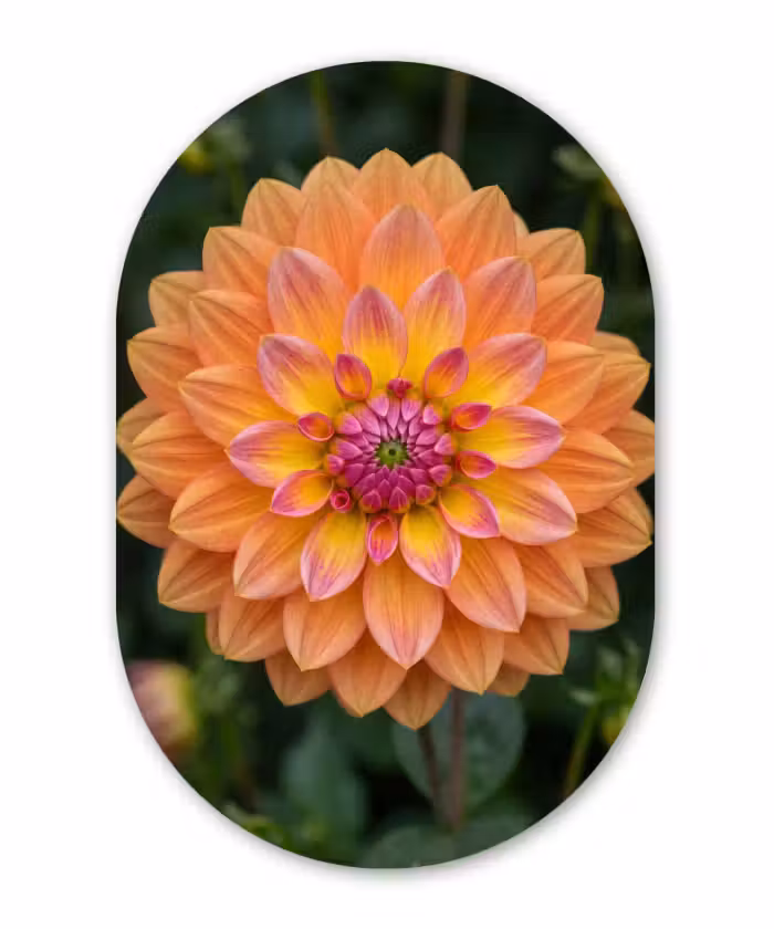 Muurovaal - Kunststof - Dahlia - Bloem - Oranje