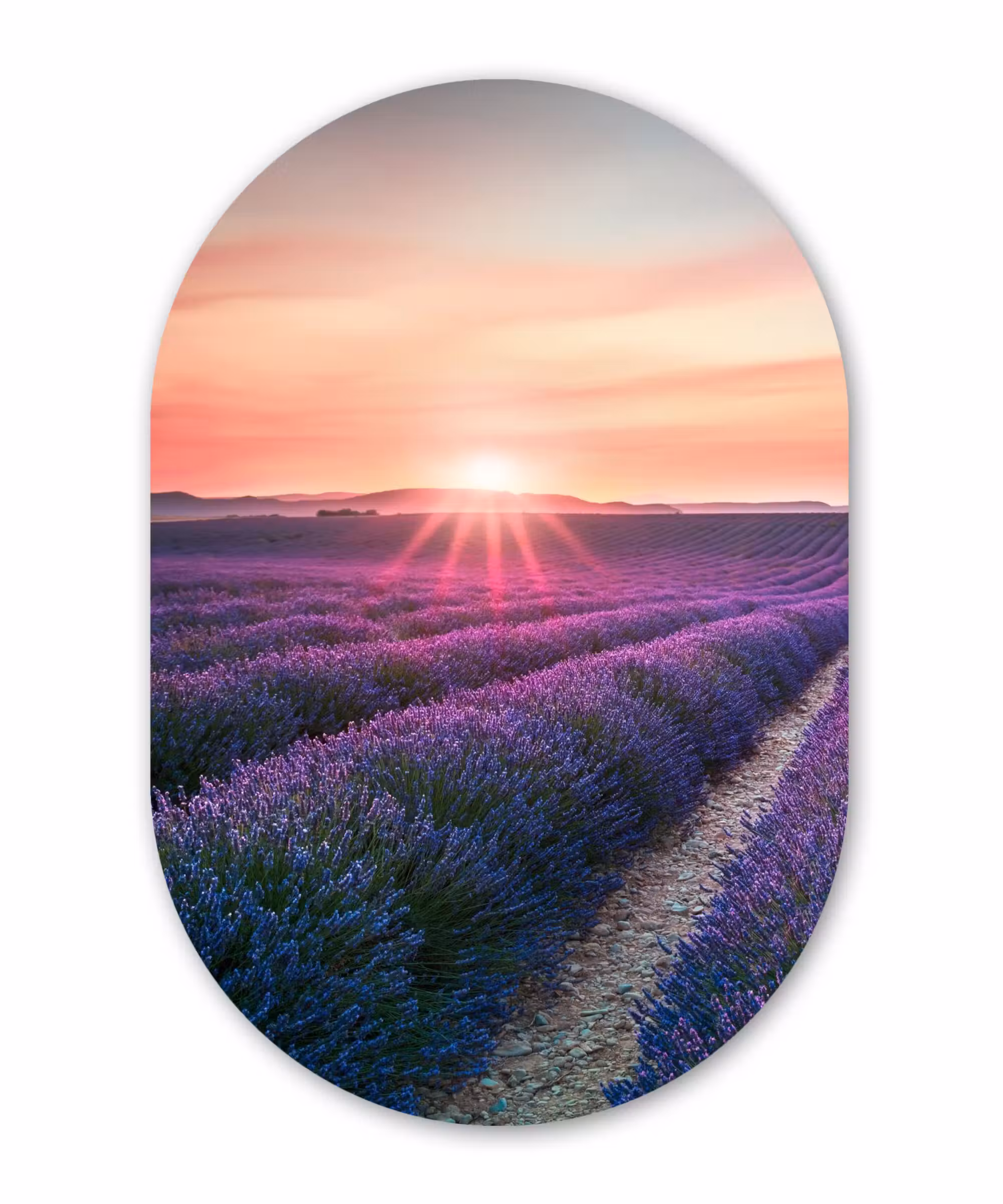 Muurovaal - Lavendel - Paars - Bloemen - Lucht