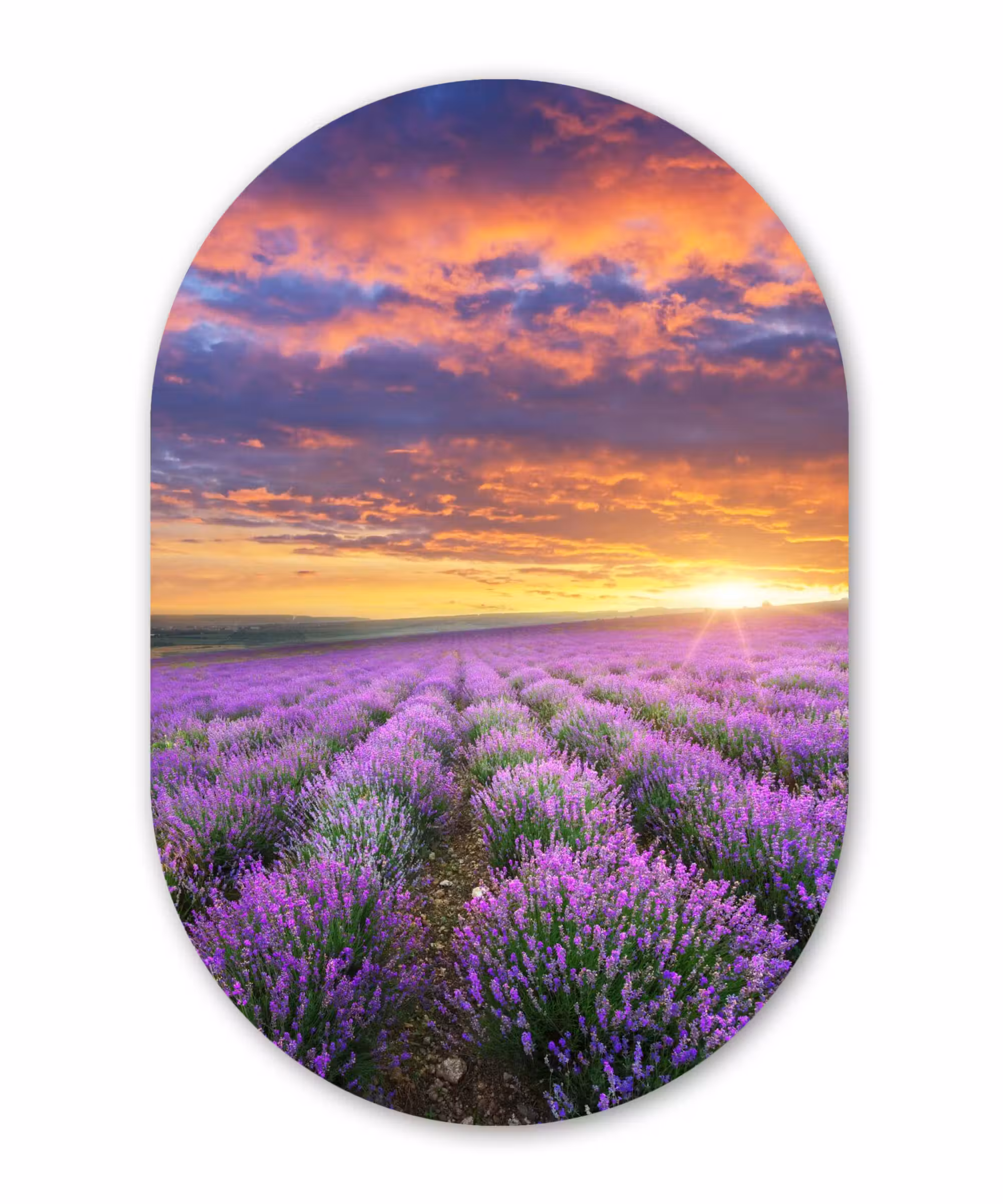 Muurovaal - Lavendel - Wolken - Lente