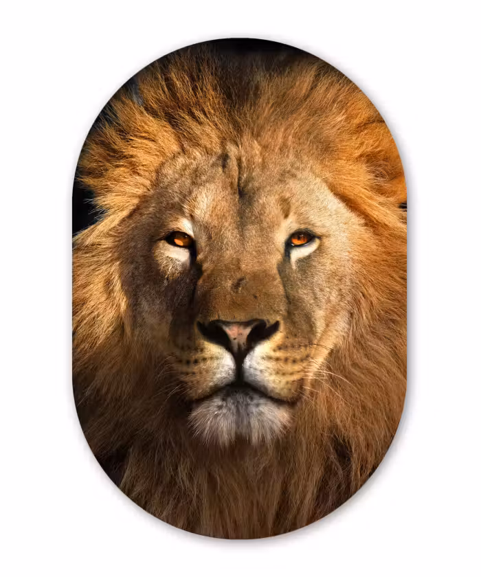 Muurovaal - Leeuw - Dieren - Zwart - Licht - Bruin - Portret