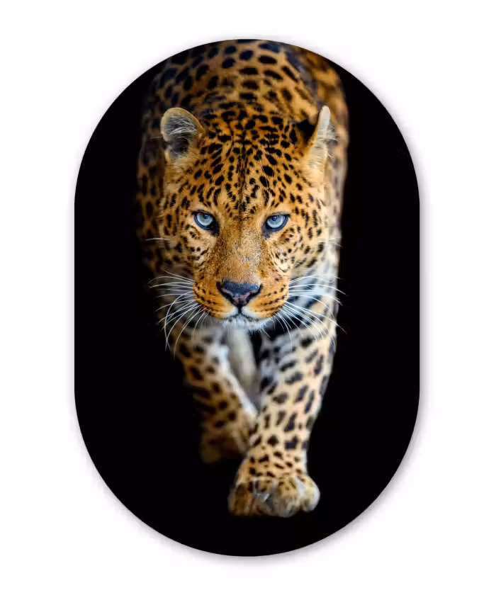 Muurovaal - Luipaard - Dieren - Portret - Wilde dieren - Zwart