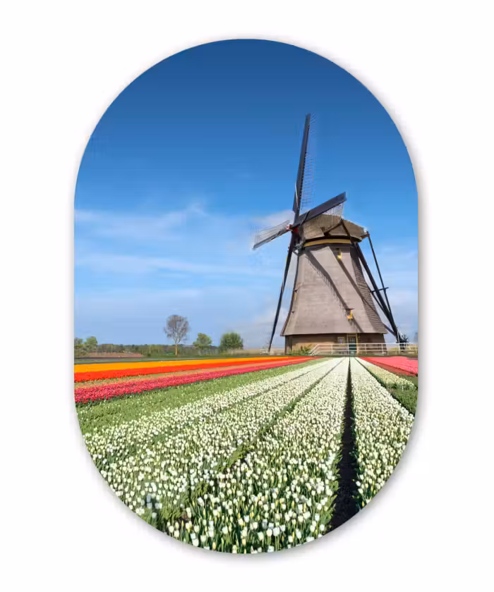 Muurovaal - Kunststof - Molen tussen de tulpen in Nederland
