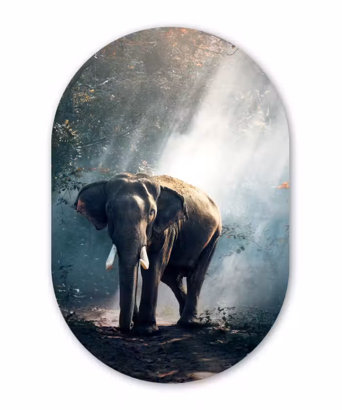 Muurovaal - Olifant - Dieren - Licht - Bos - Natuur - Wilde dieren