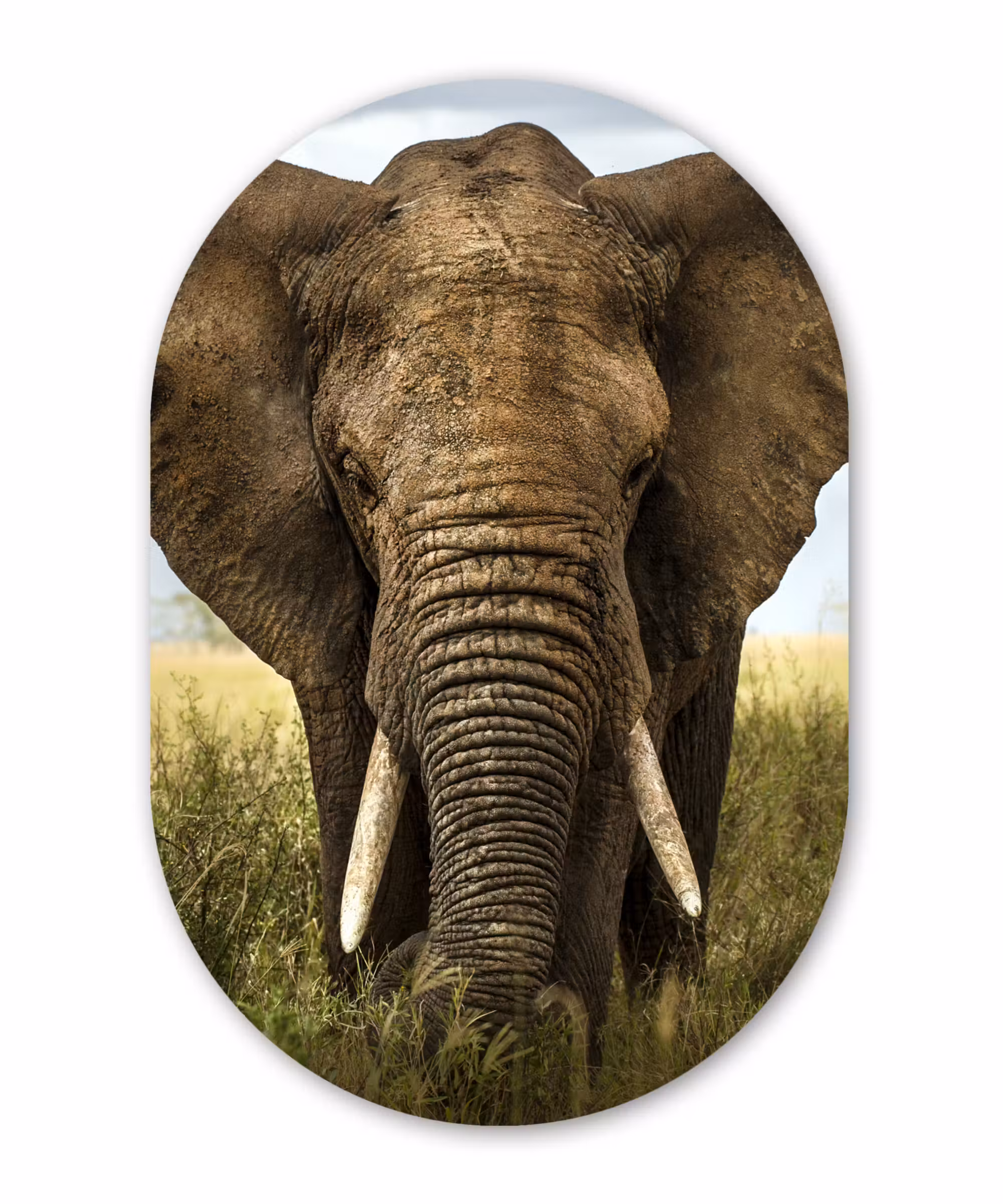 Muurovaal - Olifant - Natuur - Gras - Dieren - Landschap