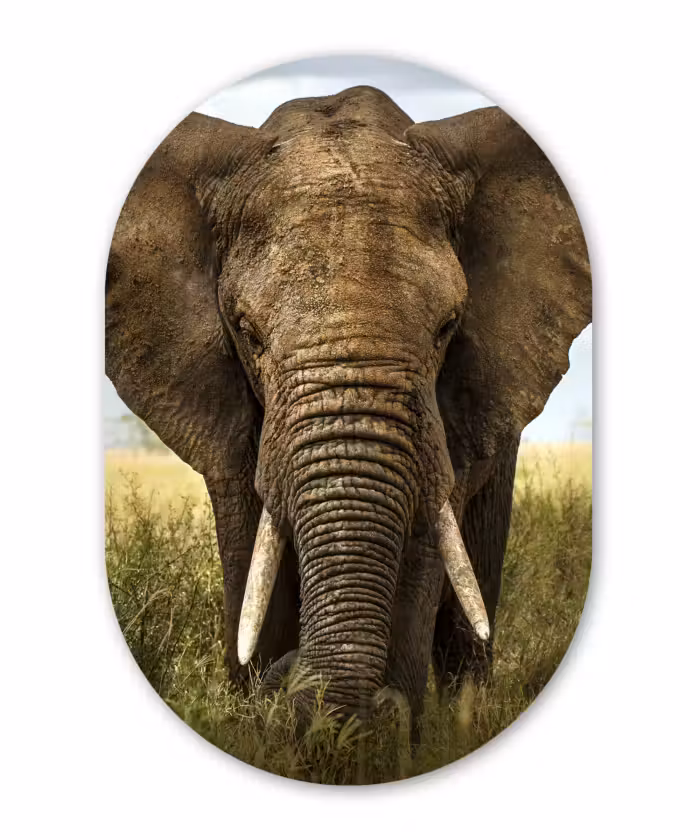 Muurovaal - Olifant - Natuur - Gras - Dieren - Landschap