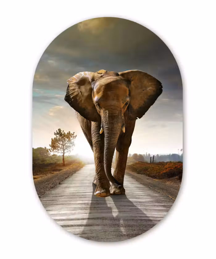 Muurovaal - Olifant - Weg - Dieren - Zonsondergang - Landschap