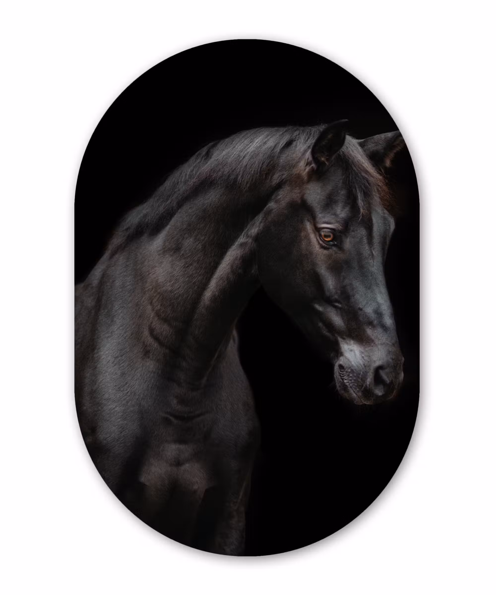 Muurovaal - Paard - Dieren - Zwart - Portret