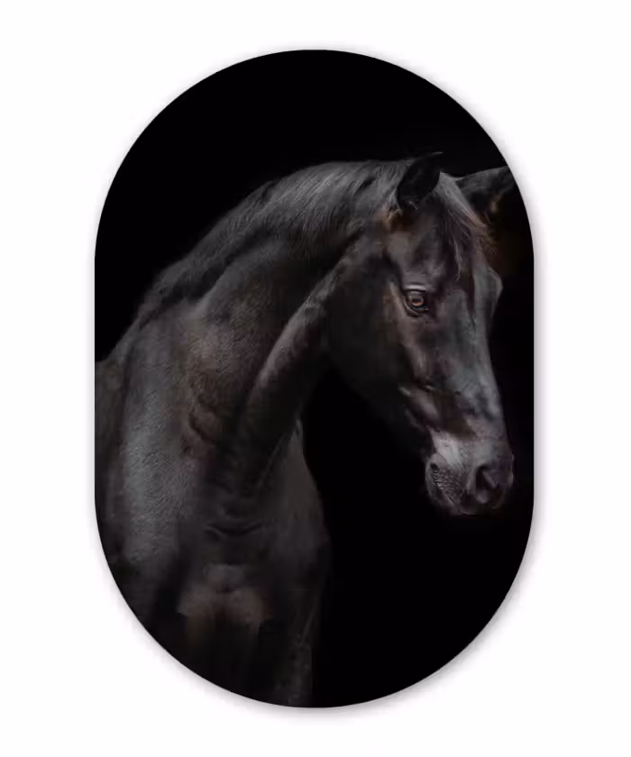 Muurovaal - Paard - Dieren - Zwart - Portret