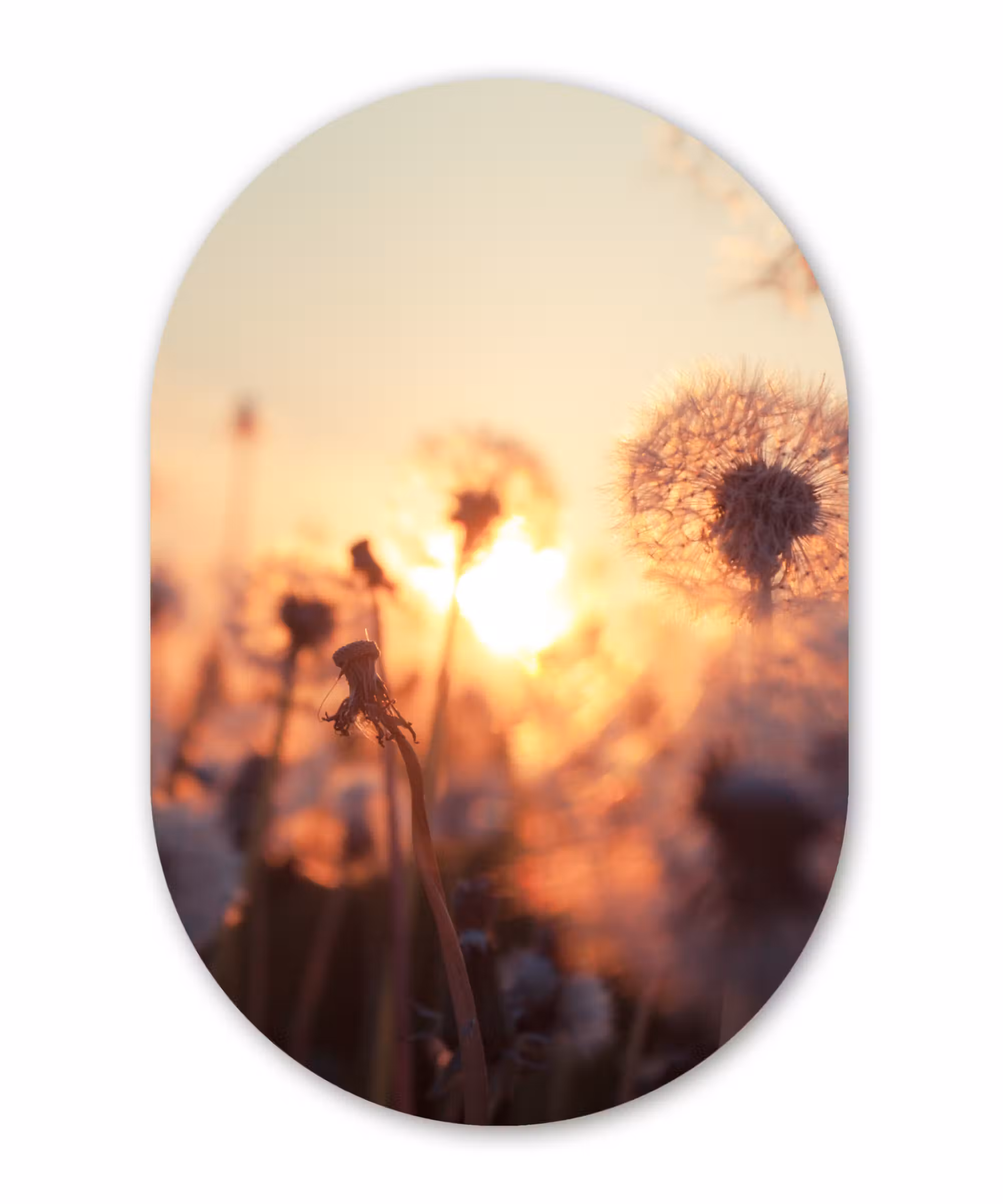 Muurovaal - Paardenbloem - Zonsondergang - Lente