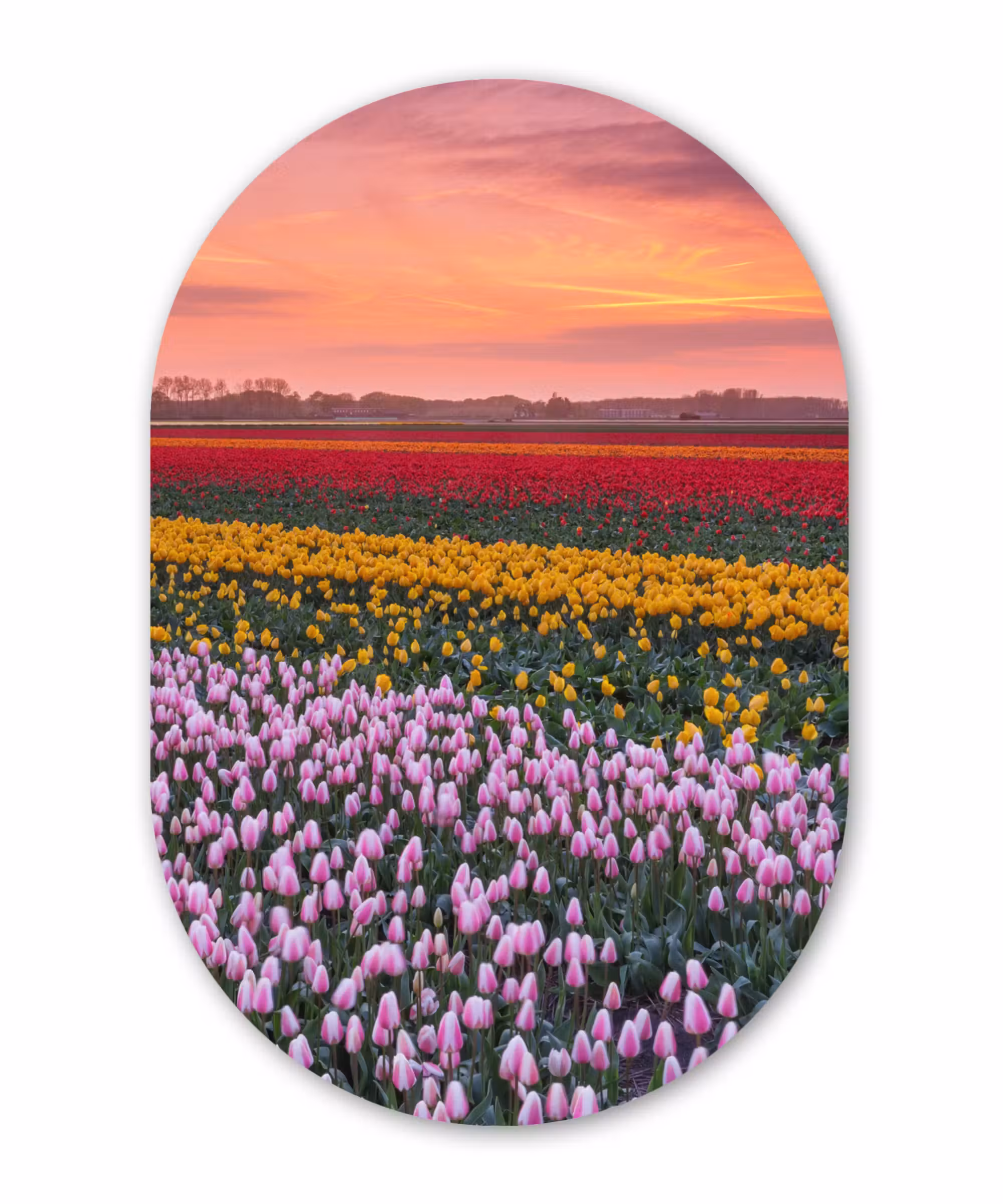 Muurovaal - Kunststof - Paarse tulpen in Nederland