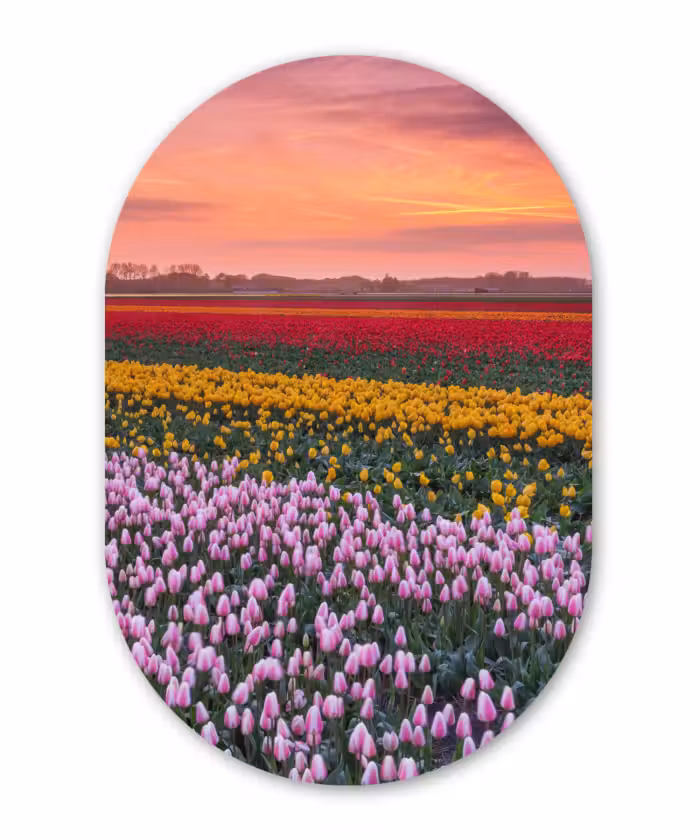Muurovaal - Kunststof - Paarse tulpen in Nederland