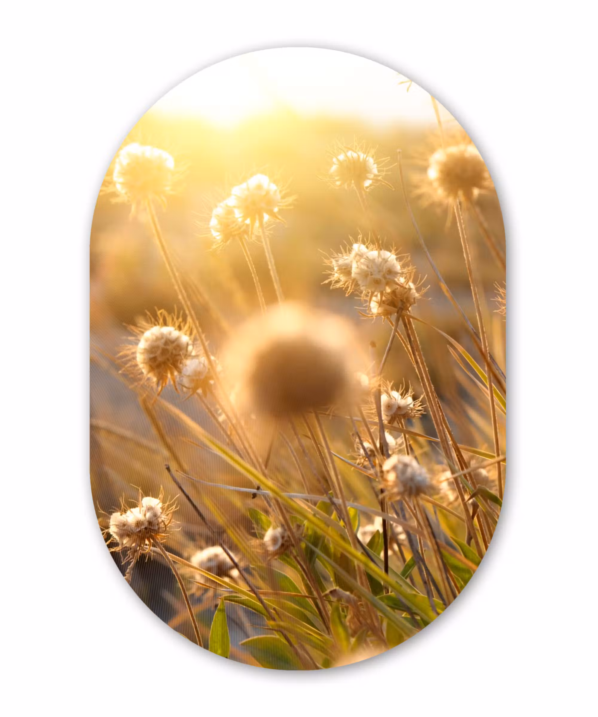 Muurovaal - Planten - Natuur - Bloemen - Zon - Horizon