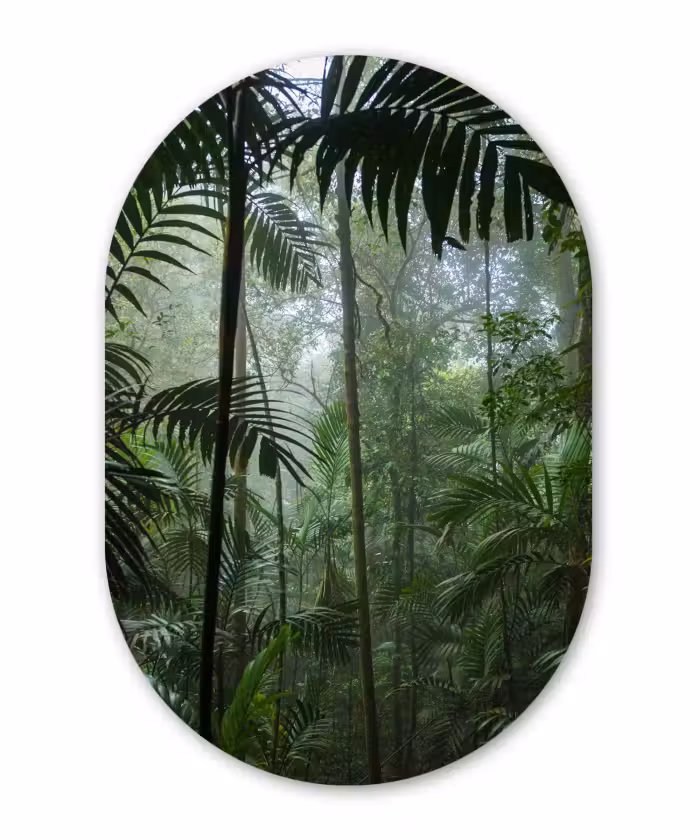 Muurovaal - Regenwoud - Tropisch - Jungle - Bomen - Planten