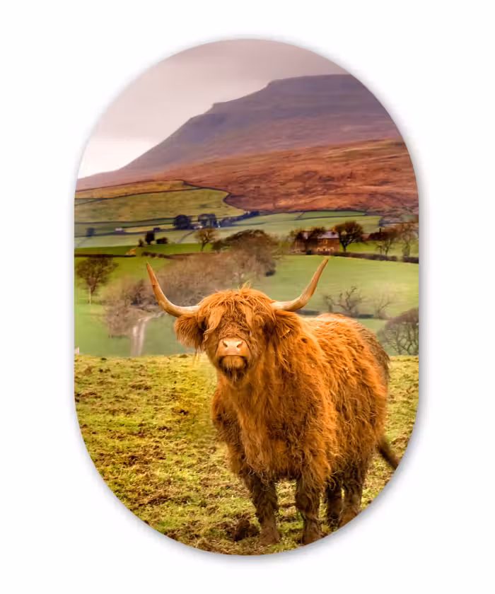 Muurovaal - Schotse hooglander - Bergen - Natuur