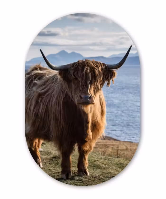 Muurovaal - Schotse Hooglander - Bergen - Zee