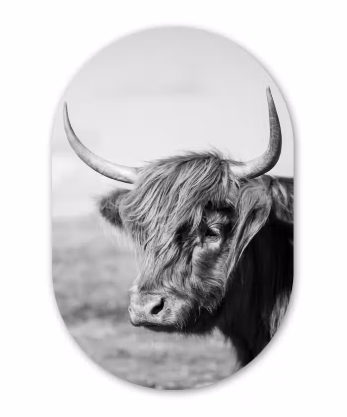 Muurovaal - Schotse Hooglander - Dieren - Zwart - Wit