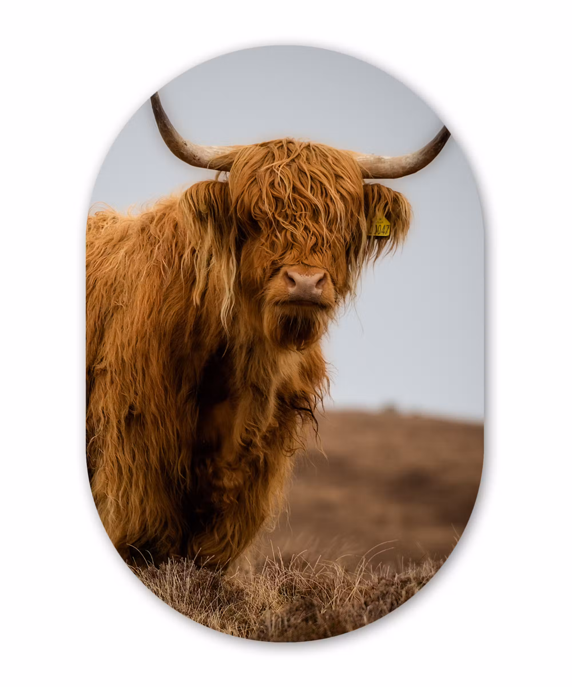 Muurovaal - Schotse Hooglander - Duin - Gras