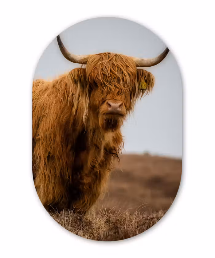Muurovaal - Schotse Hooglander - Duin - Gras