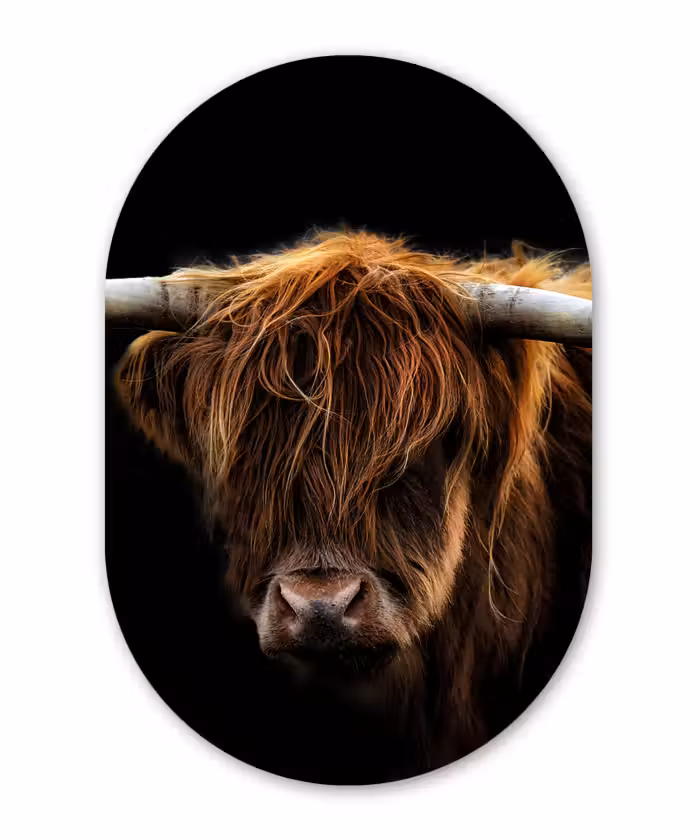 Muurovaal - Schotse Hooglander - Horens - Zwart - Dieren - Natuur - Wild - Koe