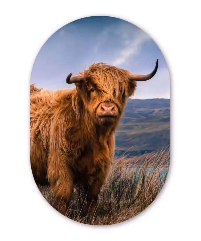 Muurovaal - Schotse hooglander - Lucht - Natuur