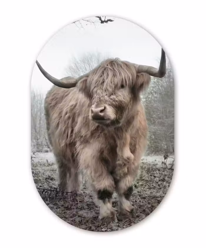 Muurovaal - Schotse hooglander - Natuur - Herfst - Dieren - Wild - Bos
