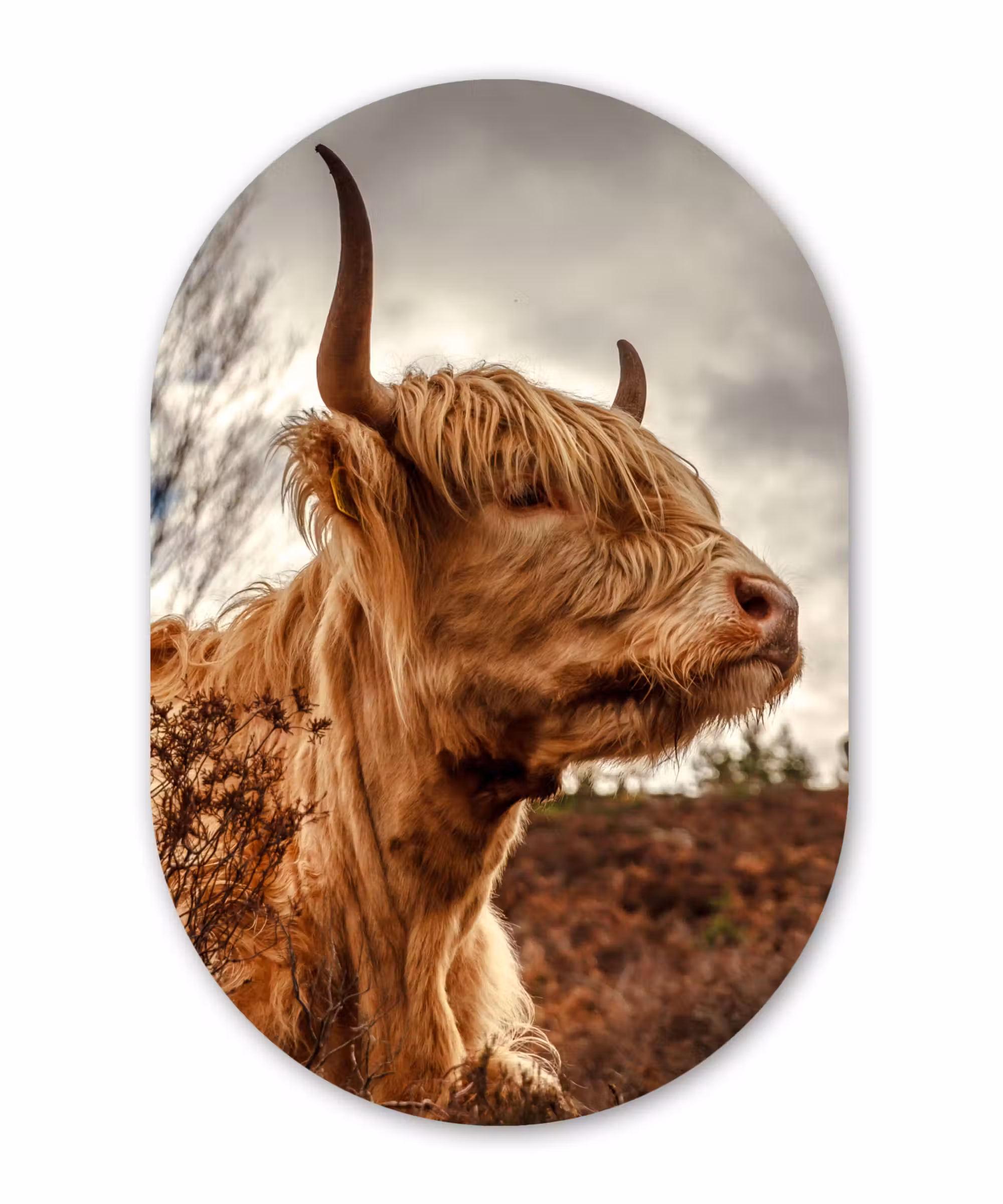 Muurovaal - Schotse Hooglander - Struik - Heide