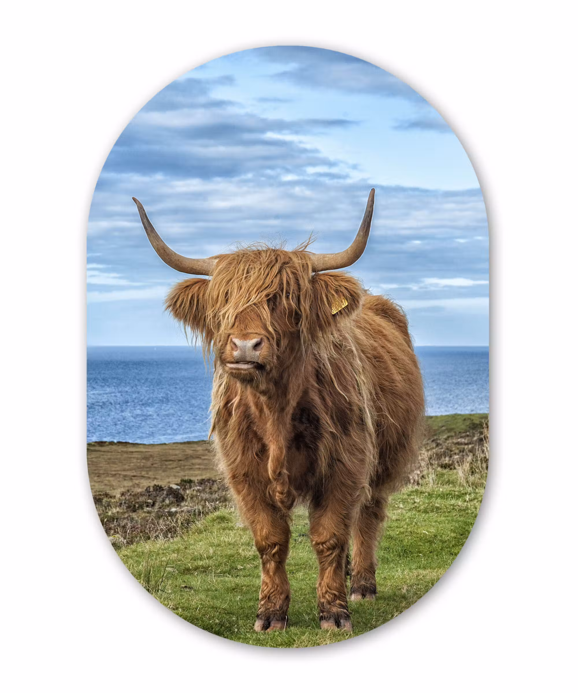 Muurovaal - Schotse hooglander - Wolken - Landschap