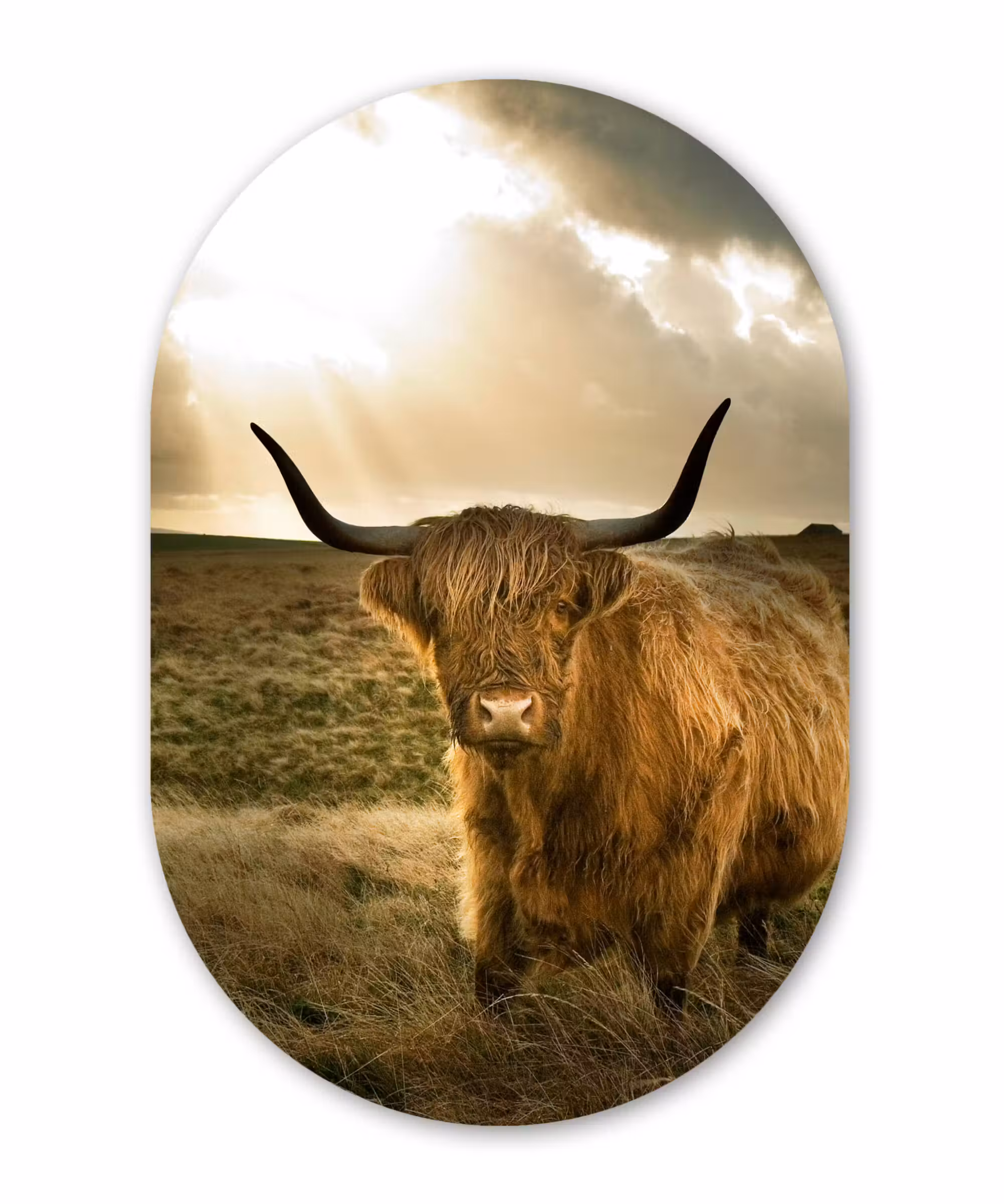 Muurovaal - Schotse hooglander - Zon - Gras