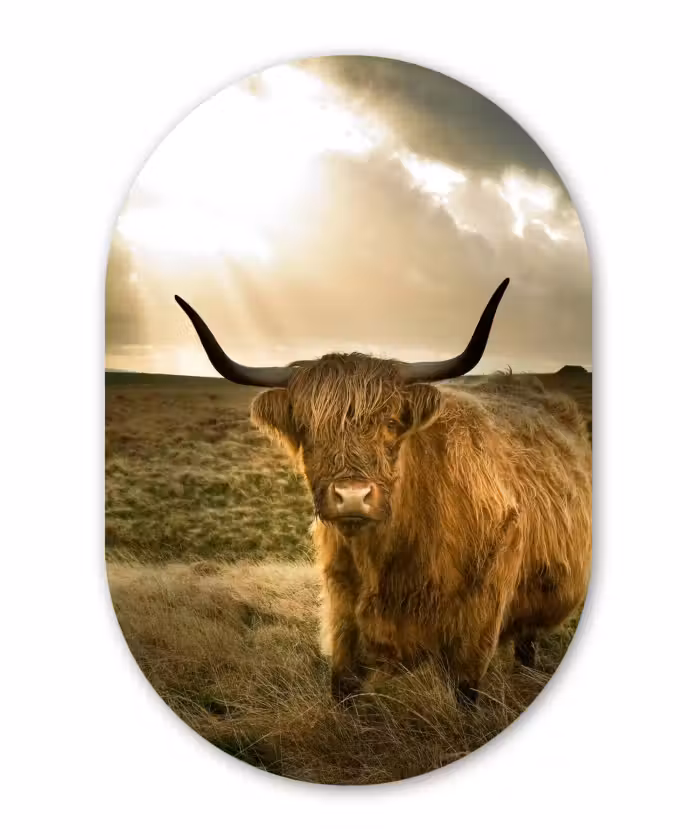 Muurovaal - Schotse hooglander - Zon - Gras