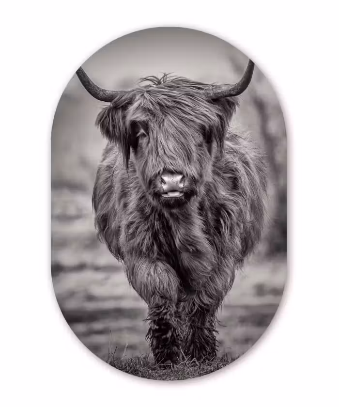 Muurovaal - Schotse Hooglander - Zwart - Wit